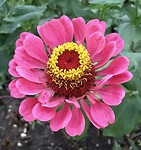 Flowery Zalipie