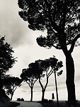 Pinetrees