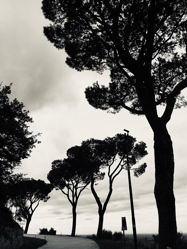 Pinetrees