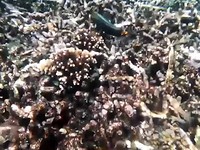 Nusa Lembongan: Mangrove Bay
