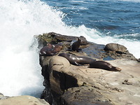 Seals La Jolla