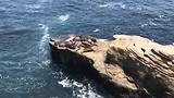 Zwemmen tussen de zeehonden La Jolla Cove