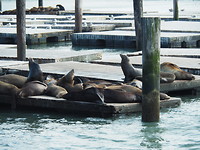 Pier 39 II