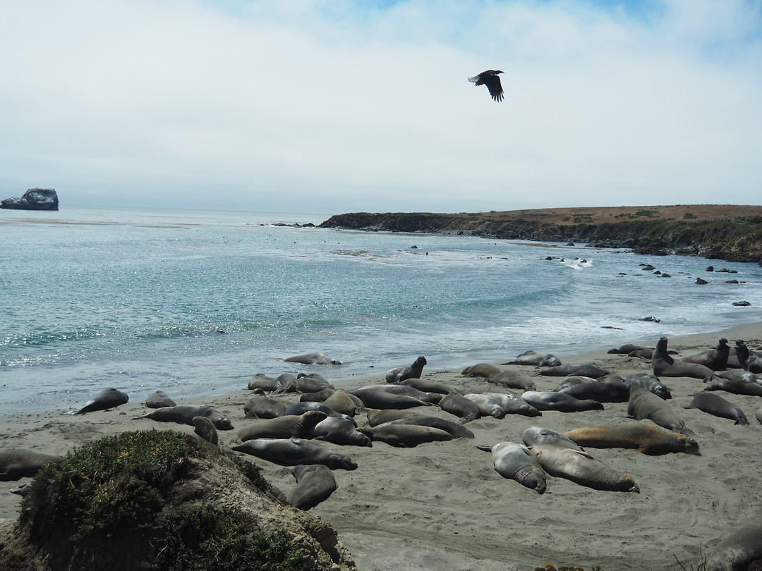 Sea elephants