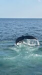 IMG_6010