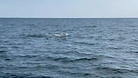 Whale watching
