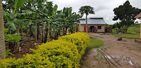 Bij het mais sponsor project