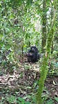 Chimpansee in het wild