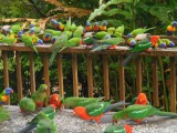 Voeren van de Rainbow Lorrikeets