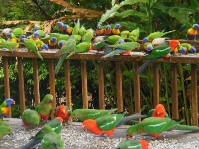 Voeren van de Rainbow Lorrikeets