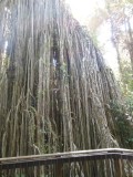 Curtains Fig Tree