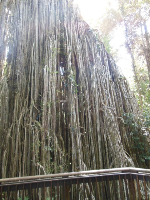 Curtains Fig Tree