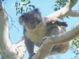 Gespotte koala