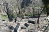 Het verbrande bos