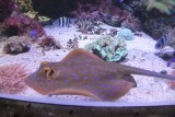 Sea Life op Manly