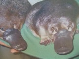 De Platypus