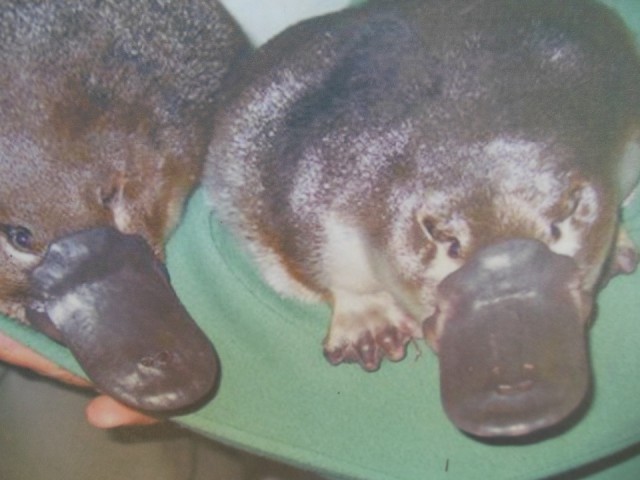 De Platypus