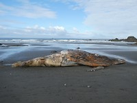 P1040262