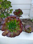 IMG-20220918-WA0007