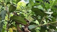Parc National Cahuita