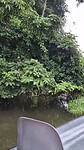 Nationaal park Tortuguero
