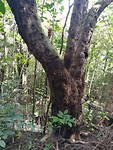 IMG_20171105_155249