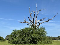 Vogelboom 2