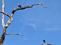 Vogelboom 1