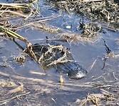 Gator 2