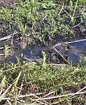 Mama gator 3