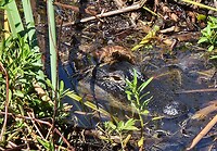 Boze mama gator