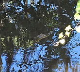 2 jaar oude Gator
