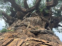 IMG_2553