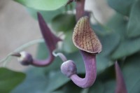hoe heet deze plant-IMG_5350