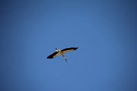 IMG_8284