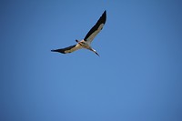 IMG_8292