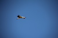 IMG_8293