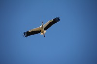IMG_8298