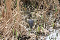zwarte ibis