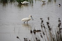 IMG_8698