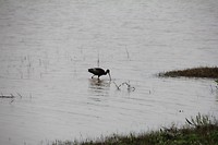 zwarte ibis