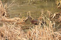 zwarte ibis