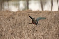 zwarte ibis