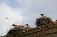 Lekker chillen