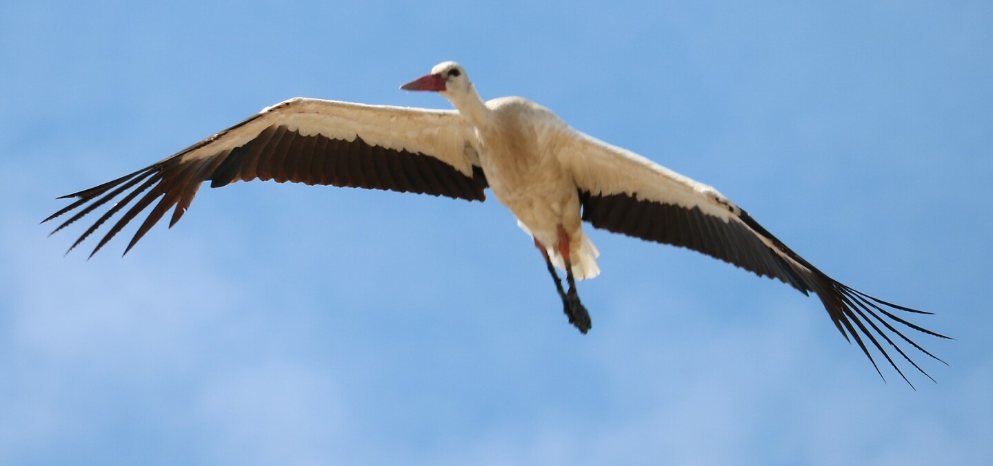 Fly like an eagle