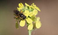 Nieuw speeltje, een macrolens