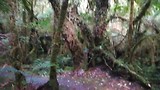 Regenwoud