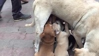 Puppy feeding time!