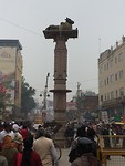 Koeien