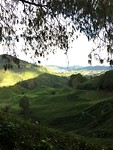 Cameron Highlands